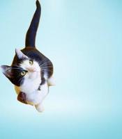 cat with blue background photo