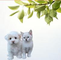 blanco gato y perro foto