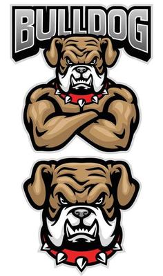 fierce bulldog mascot crossed arm pose