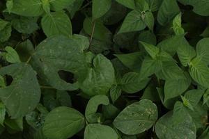 Close up Green leaves of wild plant for background concept. photo