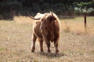 un ver de un tierras altas vaca foto