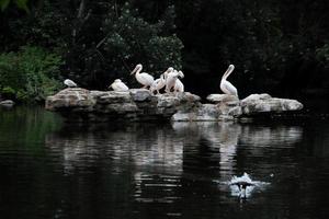 A view of a Pelican in London photo