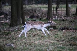 un ver de algunos barbecho ciervo en el Shropshire campo foto