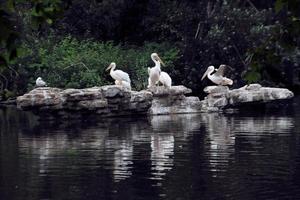 A view of a Pelican in London photo