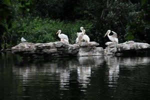 A view of a Pelican in London photo