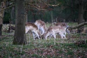 un ver de algunos barbecho ciervo en el Shropshire campo foto