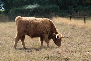 A view of a Highland Cow photo