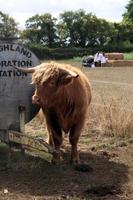 A view of a Highland Cow photo