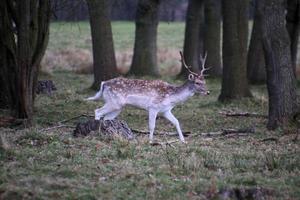 un ver de algunos barbecho ciervo en el Shropshire campo foto