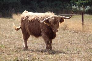 A view of a Highland Cow photo