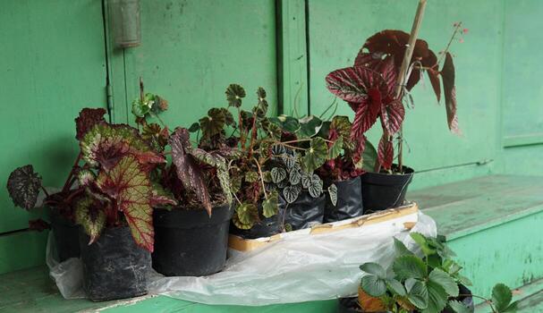 Plants in a botanical garden, sunlight on the leaves, warm summer day photo