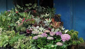 plantas en un jardín botánico, luz solar en las hojas, cálido día de verano foto