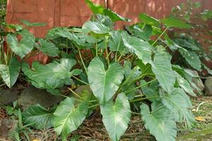 fresh Philodendron plants in the front garden of the house in the morning photo