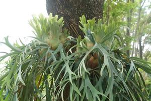 platycerium plant clings to a big tree in the sun photo