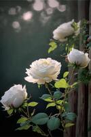 group of white roses sitting on top of a wooden fence. . photo