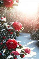 Many tall red camellias covered with transparent snow. . photo