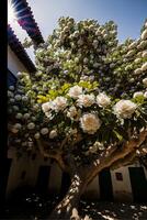 A camellia tree in full bloom. . photo