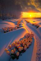 field of tulips in the snow at sunset. . photo