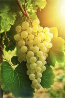 bunch of white grapes hanging from a vine. . photo