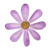 Purple chamomile. watercolor illustration vector
