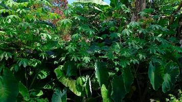 dense cassava trees in the garden with some taro trees photo