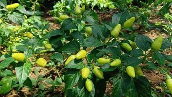 chile árbol con verde chiles en eso foto