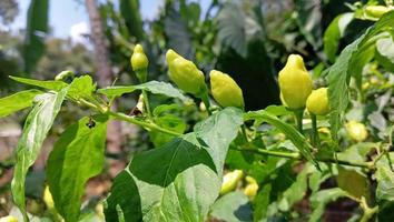 chili tree with green chilies in it photo