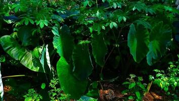 dense cassava trees in the garden with some taro trees photo