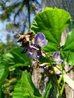 púrpura Bengkoang flor planta en el jardín foto