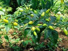 chili tree with green chilies in it photo