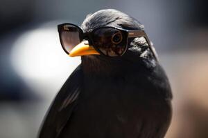 A blackbird wearing sunglasses created with technology. photo
