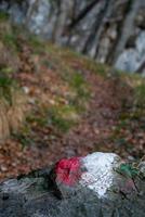 Path in the woods photo