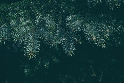Christmas Tree Leaves Background in Dark Tone, Suitable for Presentation and Backdrop. photo