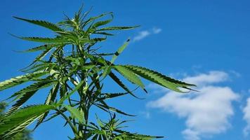 cannabis plante sur une Contexte de bleu ciel avec des nuages. video