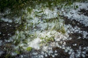 july fluff in the grass photo