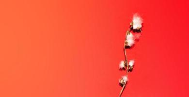 Poplar fluff worm on red background, abstract natural pattern photo