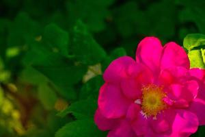 Beautiful dark pink flower Rosehip close-up. Blooming bush of Rosehip Medicinal. Free space. photo