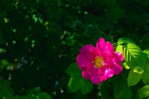 Beautiful dark pink flower Rosehip close-up. Blooming bush of Rosehip Medicinal. Free space. photo