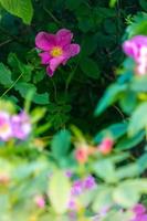 Beautiful dark pink flower Rosehip close-up. Blooming bush of Rosehip Medicinal. Free space. photo