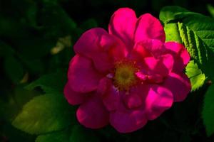 Beautiful dark pink flower Rosehip close-up. Blooming bush of Rosehip Medicinal. Free space. photo