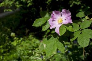 Beautiful dark pink flower Rosehip close-up. Blooming bush of Rosehip Medicinal. Free space. photo