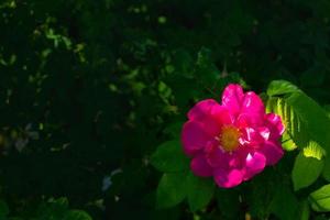 Beautiful dark pink flower Rosehip close-up. Blooming bush of Rosehip Medicinal. Free space. photo