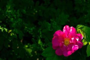 Beautiful dark pink flower Rosehip close-up. Blooming bush of Rosehip Medicinal. Free space. photo