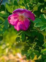 Beautiful dark pink flower Rosehip close-up. Blooming bush of Rosehip Medicinal. Free space. photo