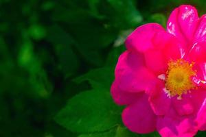 Beautiful dark pink flower Rosehip close-up. Blooming bush of Rosehip Medicinal. Free space. photo