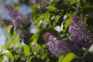 Flower background - lilac flowers in spring garden photo