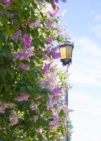 yellow lantern behind a blossoming lilac against the sky photo