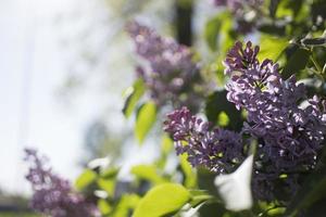 Flower background - lilac flowers in spring garden photo