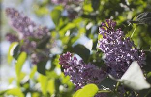 Flower background - lilac flowers in spring garden photo