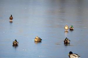 A flock of urban mallard ducks with copy space photo